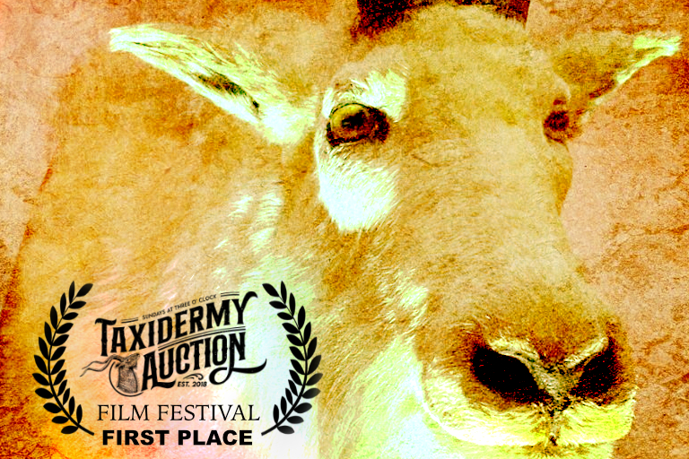 Taxidermy Auction