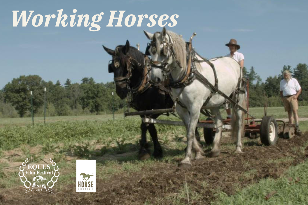 Working Horses